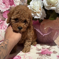 Trudy maschietto di barboncino toy red