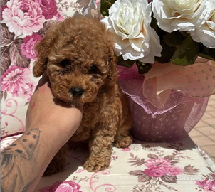 Trudy maschietto di barboncino toy red