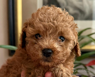 Cucciola barboncina Toy Red