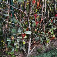 Photinia red robbin