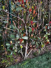 Photinia red robbin