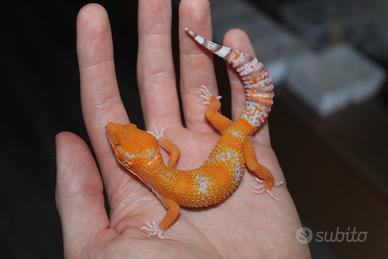 Geco leopardino
