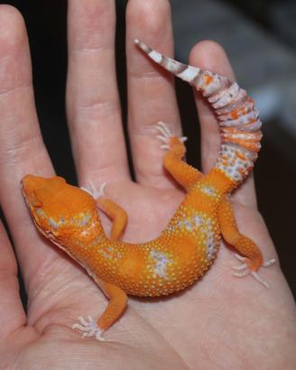 Geco leopardino
