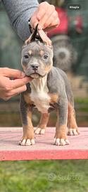 American pitbull terrier