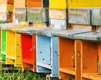 ARNIE CON FAMIGLIE DI API