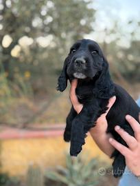 Cocker spaniel cuccioli