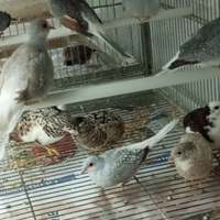 Tortore Diamantine e Quaglie