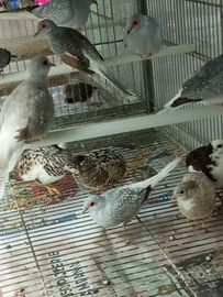 Tortore Diamantine e Quaglie