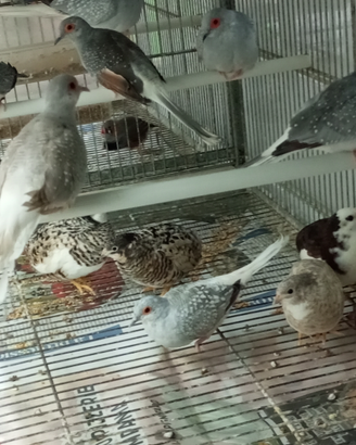 Tortore Diamantine e Quaglie