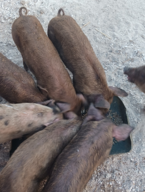 Maialini di 50 giorni