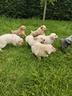 golden-retriever-cuccioli-color-crema