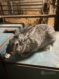 Conigli Carmagnola