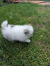 pomerania-con-pedigree