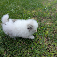 Pomerania con pedigree