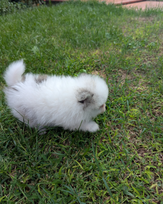 Pomerania con pedigree