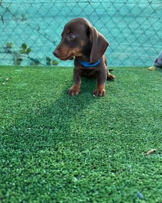 Cuccioli di bassotto cioccolato