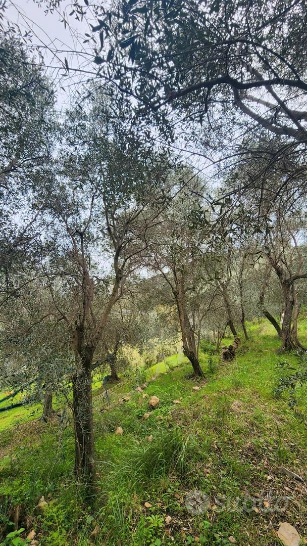 Uliveto a Castellaro (IM) - Vista 5