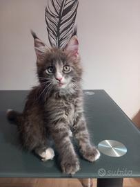 Cucciola Maine Coon con occhi impari (Eterocromia)