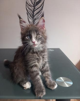 Cucciola Maine Coon con occhi impari (Eterocromia)