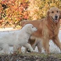 Splendidi cuccioli di Golden Retriever
