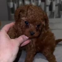 Barboncini toy e mini toy