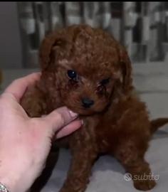 Barboncini toy e mini toy