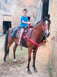 Cavallo Angolo Arabo