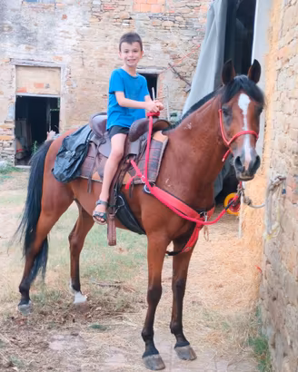 Cavallo Angolo Arabo