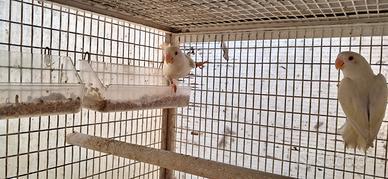 Inseparabili roseicollis femmine