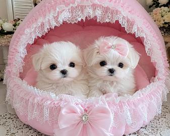 Pupetti di cane maltese