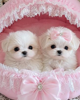 Pupetti di cane maltese