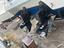 Immagine 4