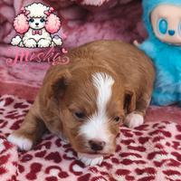 Maltipoo cuccioli