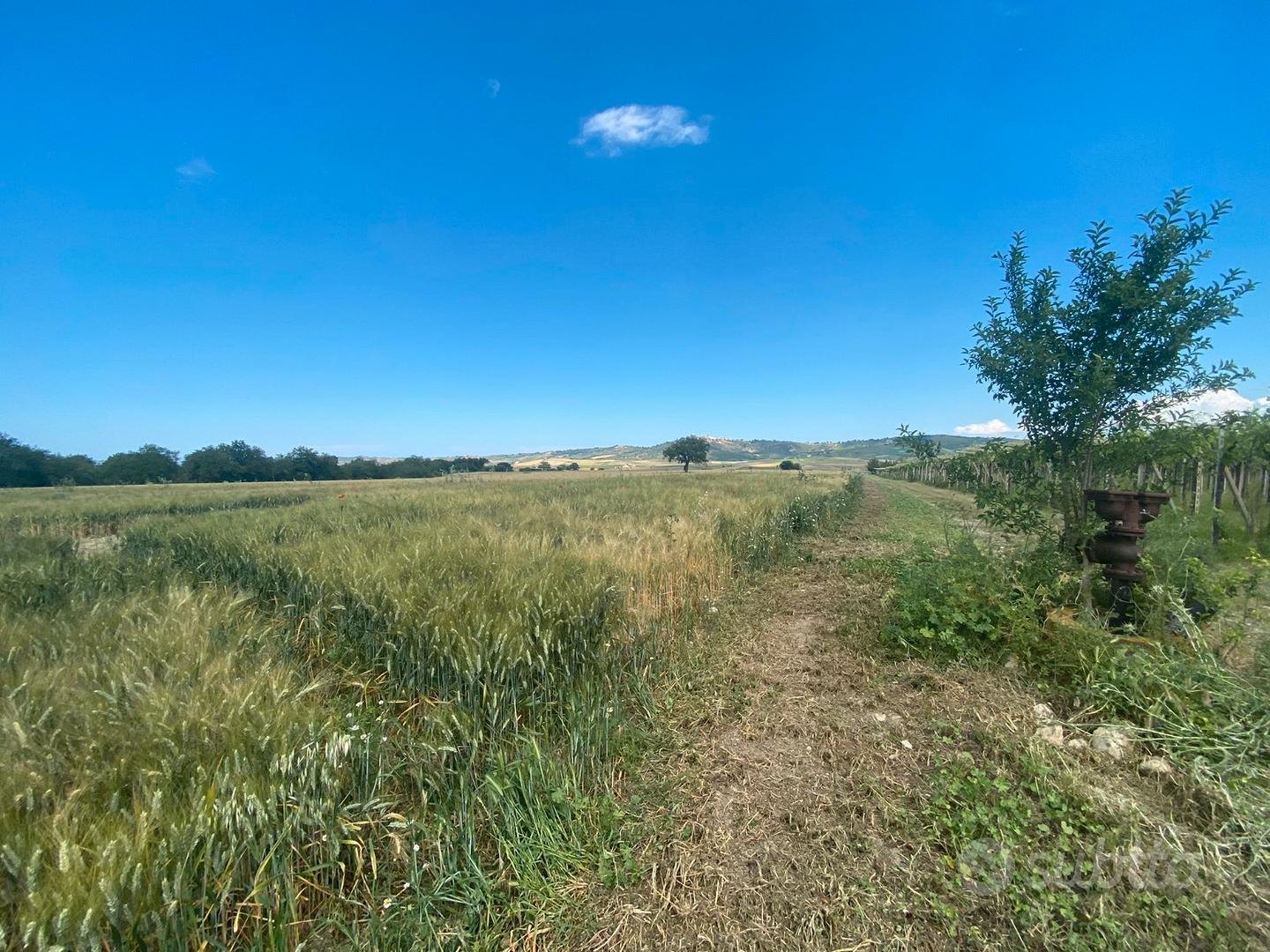 Seminativo Irriguo + Bosco 9 ha Rif.0856 - Vista 4