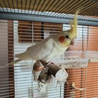 Calopsite maschio di 1 anno e mezzo