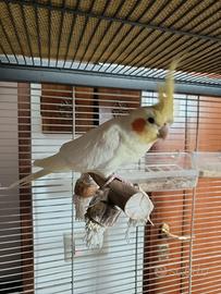 Calopsite maschio di 1 anno e mezzo