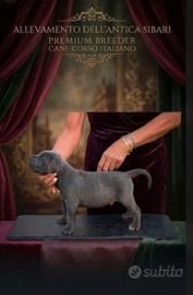 cane corso maschio