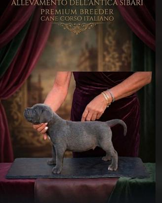 cane corso maschio
