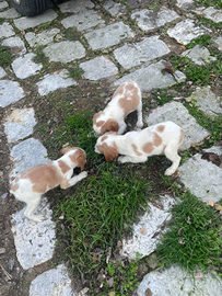 Cuccioli di Breton