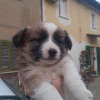 Cuccioli in dono zona palaia montopoli val d arno