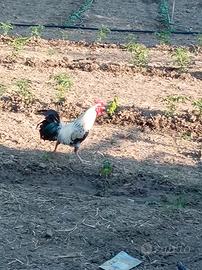 Gallo Amburgo nano