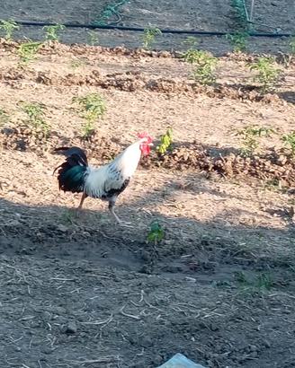 Gallo Amburgo nano