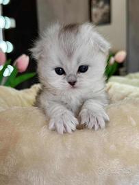 Gattino Highland/Scottish Long Hair