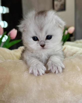 Gattino Highland/Scottish Long Hair