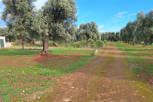 Terreno agricolo