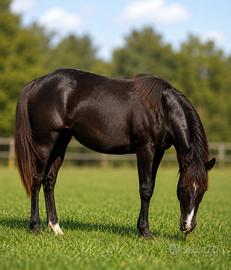 Puledra Quarter Horse