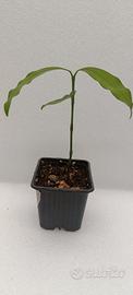 Garcinia Humilis 