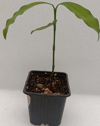 Garcinia Humilis 
