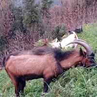 Becco camosciato delle alpi