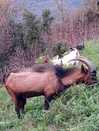 Becco camosciato delle alpi